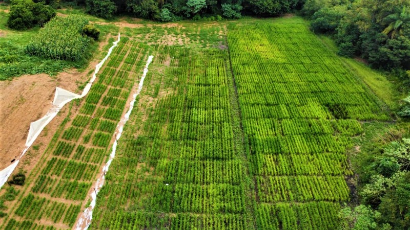 Epamig e Ufla realizam 1º Encontro Tecnológico de Arroz de Terras Altas em Minas Gerais