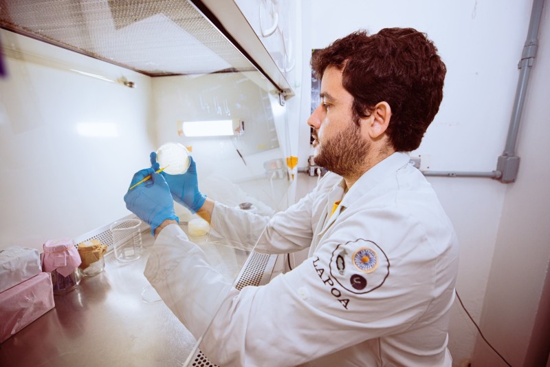 Pesquisa encontra cepas bacterianas com potencial probióticos em peixes amazônicos