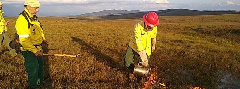 Queimas prescritas são indicadas para prevenção a incêndios florestais e reequilíbrio ambiental 