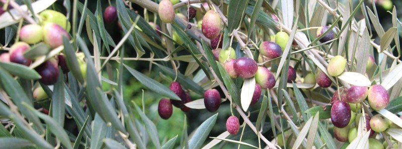 Feira estadual do azeite tem programação divulgada