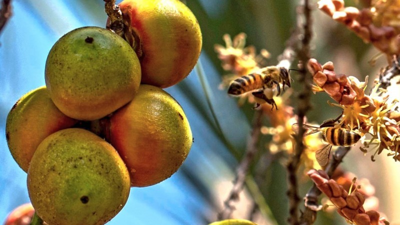 Secretaria da Agricultura lança pesquisa inédita sobre extrativismo de butiá no RS