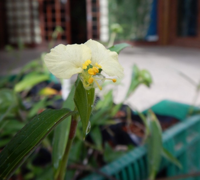 De volta pra casa: IMA e Instituto Tabuleiro produzem e plantam 65 mudas da espécie rara Commelina catharinensis