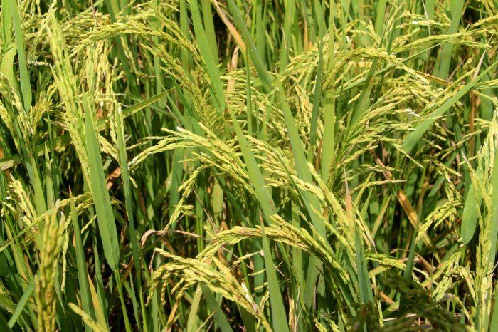 Epamig promove encontro tecnológico sobre produção de grãos no Sul de Minas