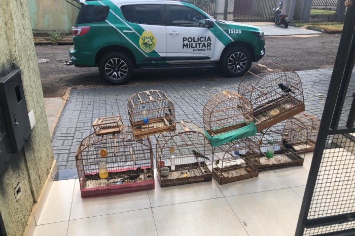 Após denúncia, Polícia Militar encontra ponto ilegal de venda de aves silvestres em Arapongas