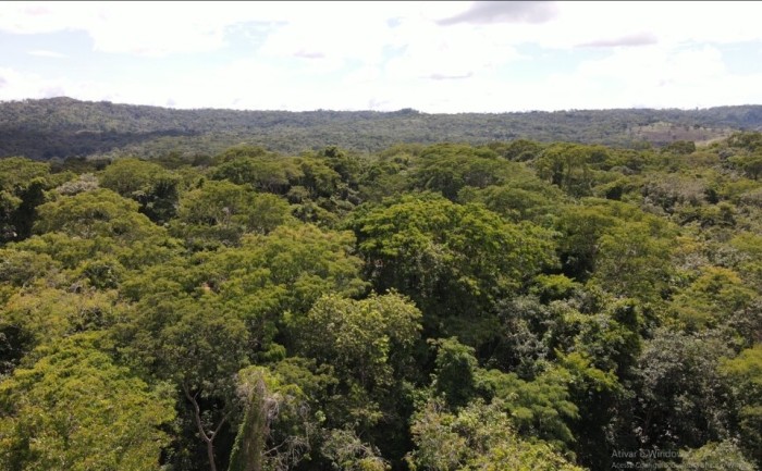 Parques Altamiro e João Leite recebem mais de 1,6 milhão de mudas nativas