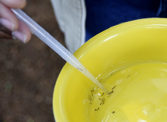 Governo do Estado publica portaria que libera recursos para combate à dengue