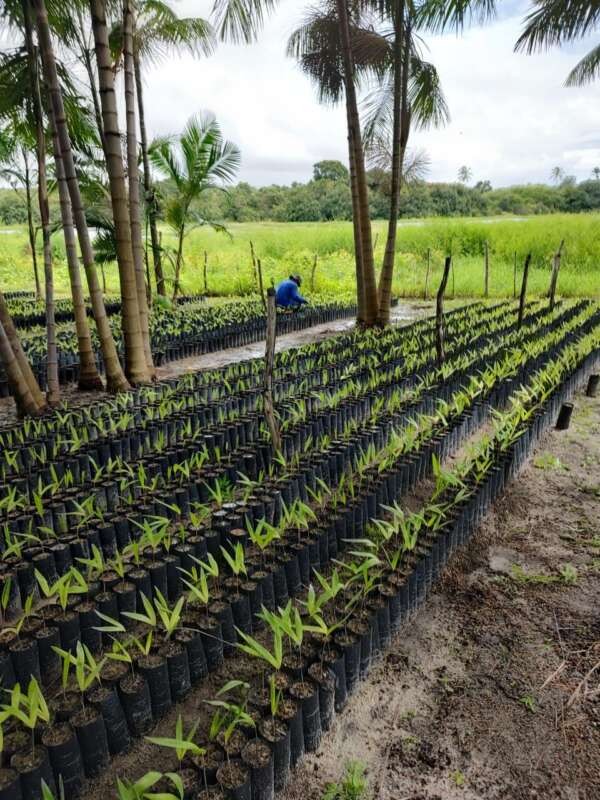 Paracuru: Ematerce implementa ações econômicas em projeto que incrementa produção de açaí