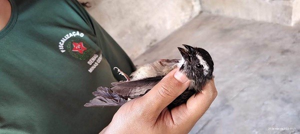 Fiscalização do Estado apreende 53 pássaros silvestres, quatro de espécie ameaçada de extinção 