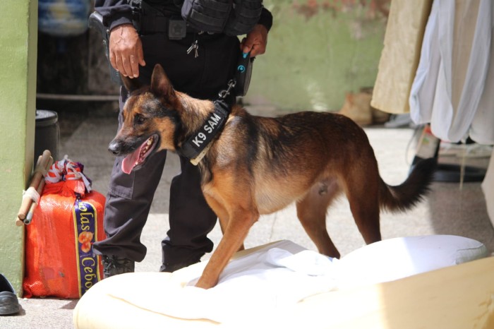 Secretaria de Justiça utiliza cão policial para vistoriar presídio