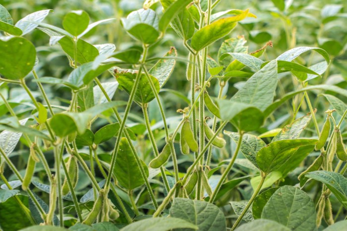 IDR-Paraná lança novos aplicativos para a agropecuária na ExpoLondrina