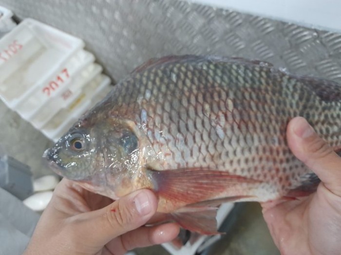 Cidasc orienta como escolher peixe para celebrar a Semana Santa