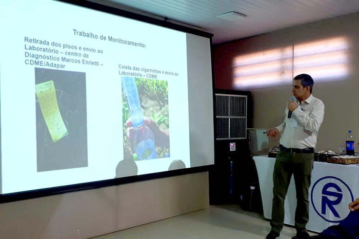 Adapar apresenta ações de controle biológico da cigarrinha, praga do milho