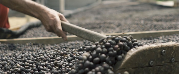 Crédito do BDMG viabiliza produção de café em Minas Gerais