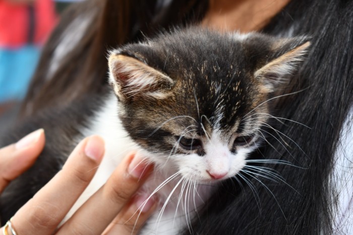 Campanha Abril Laranja traz ações de conscientização e valorização da proteção animal em Alagoinhas