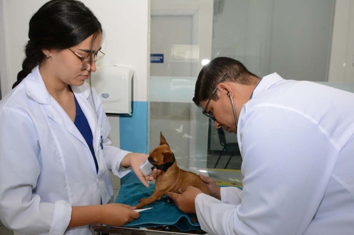 Centro de Apoio à Saúde Animal realiza 30 atendimentos no primeiro dia de atividade