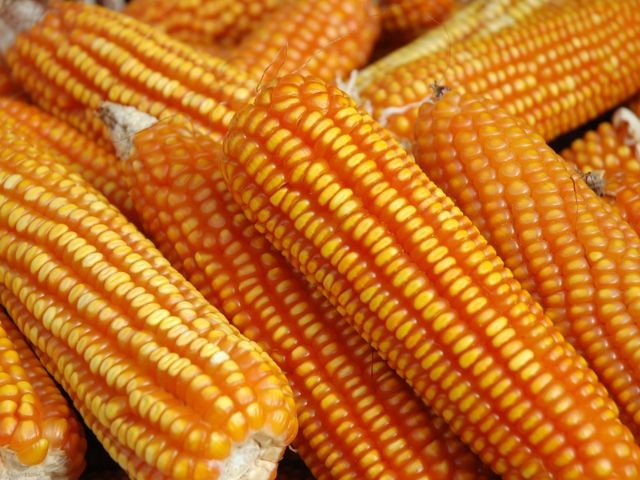 Boletim Agropecuário de abril traz recuperação na produção de milho e banana e incremento nas exportações em SC