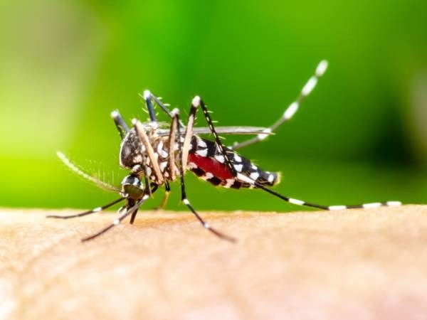 DIVE/SC alerta para aumento nos casos de chikungunya no estado