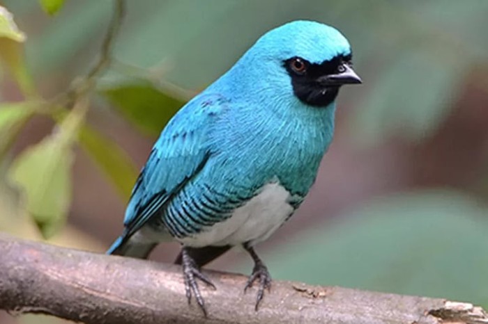 Com registro de 138 espécies, UEL publica estudo sobre pássaros no Parque Nacional do Iguaçu