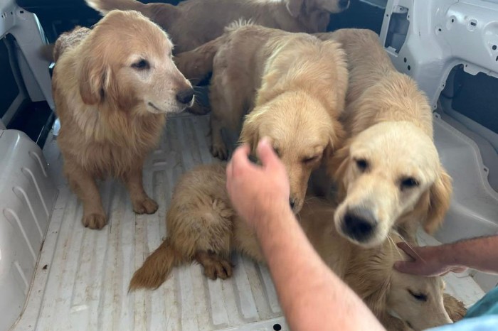 PCPR resgata 28 cães em situação de maus-tratos e prende homem em Piraí do Sul