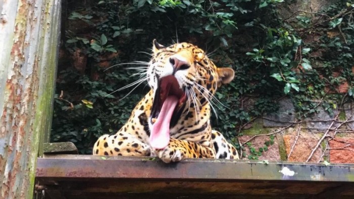 Parque Zoológico abrirá excepcionalmente na segunda (1º) para comemorar 61 anos de existência