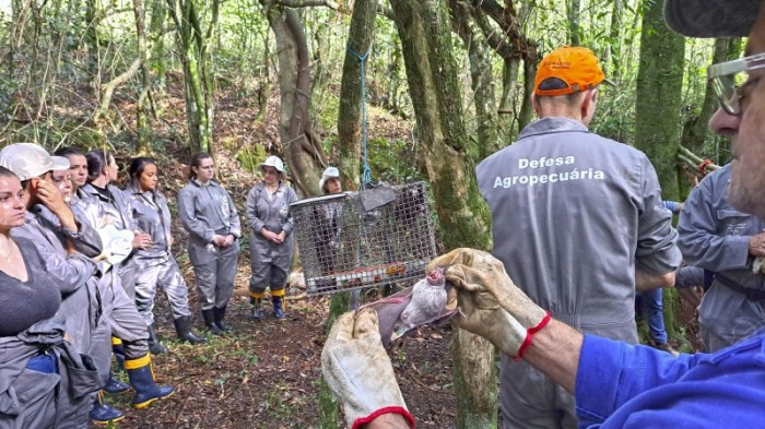 Novos médicos veterinários da Seapi recebem treinamento sobre raiva herbívora