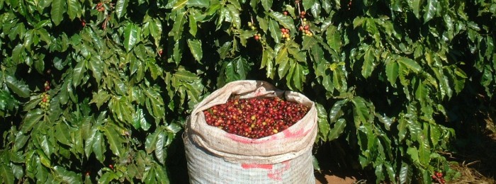 Simpósio sobre mecanização da lavoura abre programação técnica da Expocafé