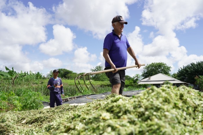 Secretaria de Agricultura e Meio Ambiente oferece serviços de maquinário para colheita de silagem da agricultura familiar
