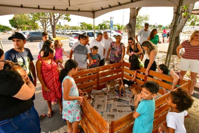 Feira de adoção promove encontros emocionantes entre cães e humanos