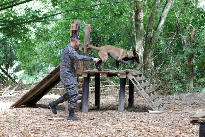 Companhia da Polícia Militar prepara cães para salvar e proteger vidas na Bahia