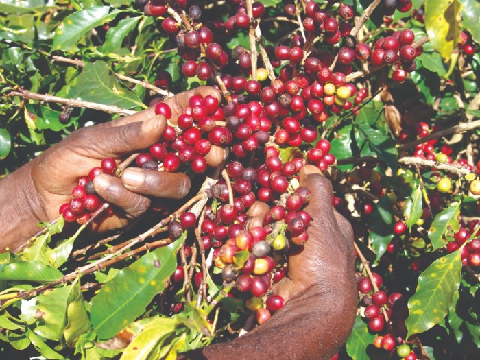 Valor Bruto da Produção Agropecuária mineira deve alcançar recorde de R$ 131,1 bilhões em 2023