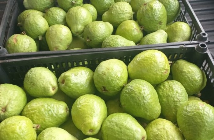Com clima e solo favoráveis, MS prepara Plano Estadual para ampliar a fruticultura comercial