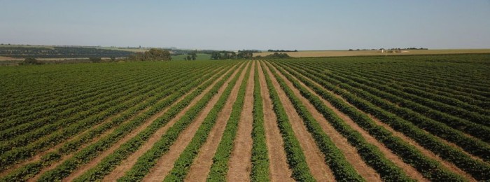 Epamig e Federação dos Cafeicultores do Cerrado preparam a divulgação dos resultados do projeto de validação de cultivares de café