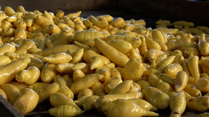 Variedades de mandioquinha-salsa resistentes a pragas revigoram a produção em Munhoz, no Sul de Minas