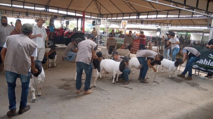 Setur incentiva feiras agropecuárias para impulsionar turismo rural