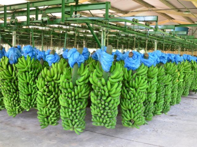 Produção de banana se recupera e volta ao patamar de 2019 em Santa Catarina