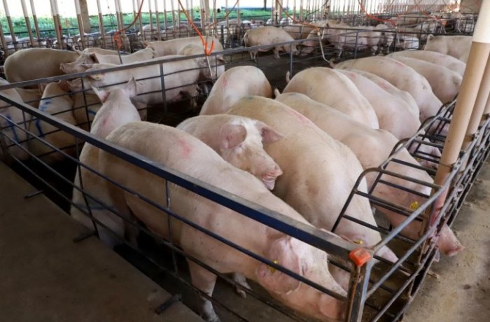 Suinocultura tecnificada e sustentável é caminho para o Estado Carbono Neutro