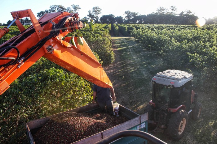 Assistência técnica, cooperação e sucessão familiar fortalecem a cafeicultura do Paraná