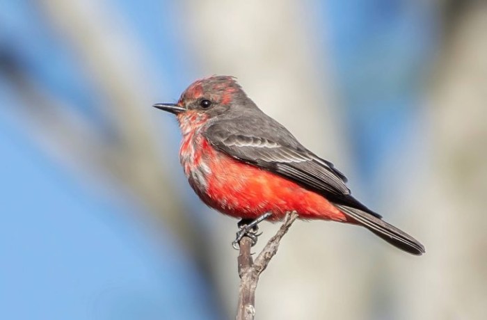 Avistar Brasil: MS divulga o Estado como destino de observação de aves no maior evento do segmento na América Latina