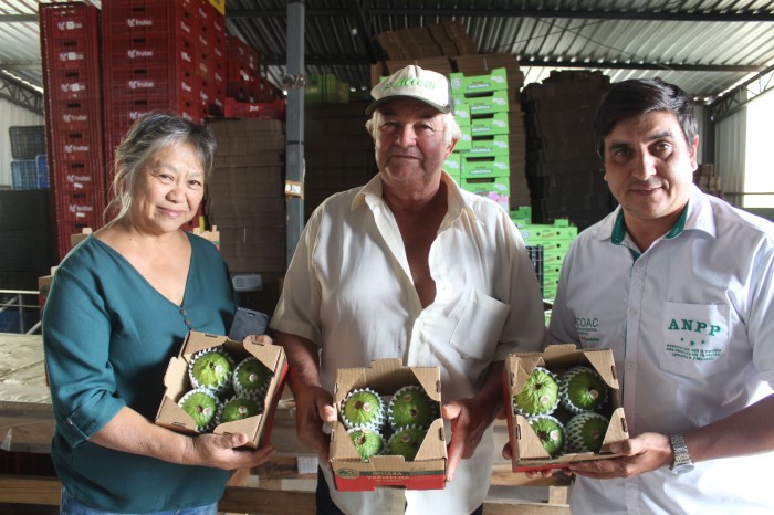 Cooperativa de Carlópolis melhora estrutura para produção de frutas com apoio do Coopera Paraná