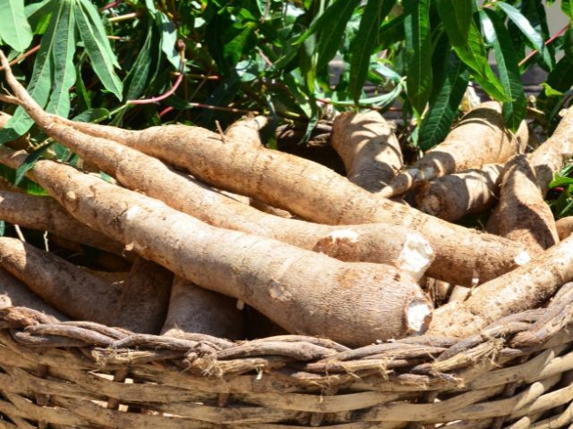 São João do Sul sedia abertura estadual da colheita da mandioca, nesta quinta, 25