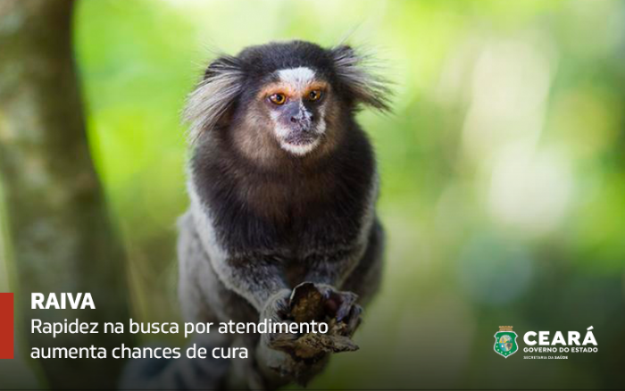 Disponível nos postos de saúde, vacina contra raiva é segura e eficaz contra a doença