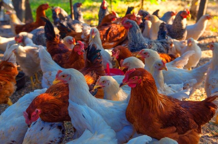 Bahia reforça ações sanitárias para proteger avicultura da Influenza Aviária