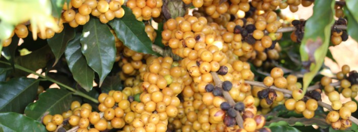 Publicação da Epamig apresenta recomendação de cultivares de café para o Sul de Minas