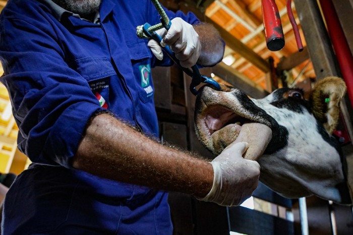 Estado celebra 16 anos de Santa Catarina como Zona Livre de Febre Aftosa sem Vacinação