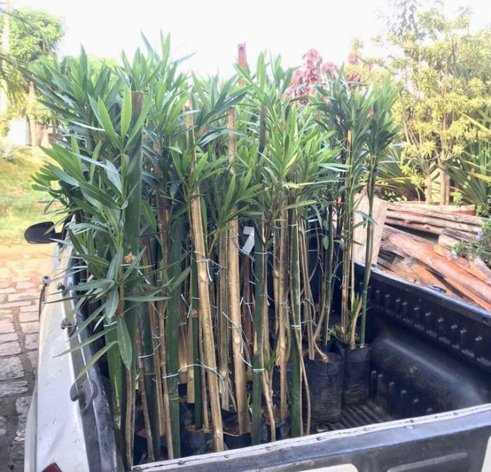 BAIRRO VALE DO SOL RECEBE SERVIÇOS DE JARDINAGEM