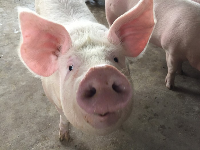 Santa Catarina celebra oito anos de certificação como Zona Livre de Peste Suína Clássica (PSC)