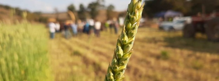 Estado incentiva uso de trigo MGS Brilhante para alimentação de bovinos leiteiros
