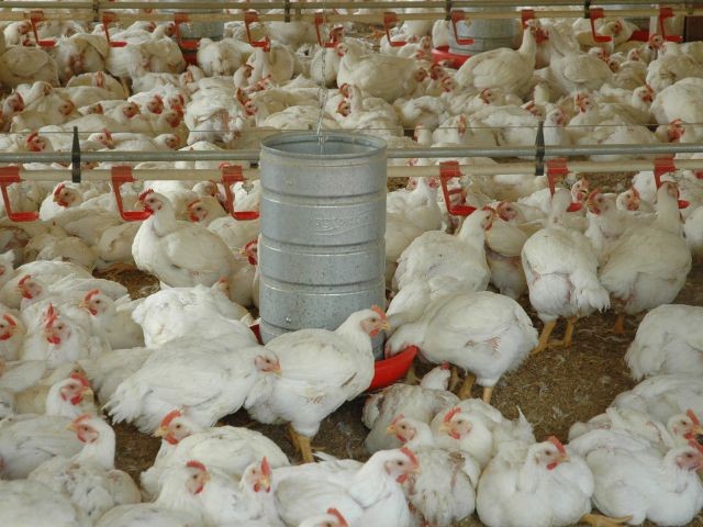 SC bate recorde no valor da produção e das exportações da agropecuária em 2022, aponta levantamento da Epagri