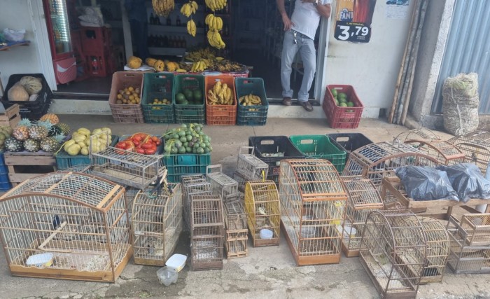 Ação de fiscalização da Semma com apoio do Gama resgata pássaros silvestres e apreende armas