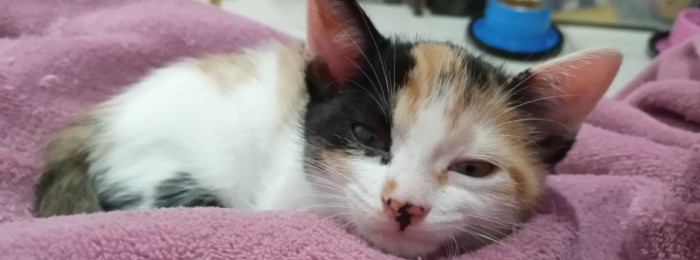 2ª etapa do Programa Estadual de Resgate de Animais Domésticos tem início nesta segunda-feira